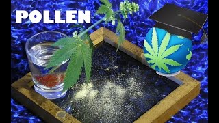 Cannabis Pollen – How To Collect Store and Pollinate Females By A Male  Pollination 101 [upl. by Manfred]