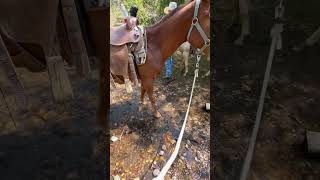 Cracker age 2 amp Red age 1 trail ride training [upl. by Taddeo635]