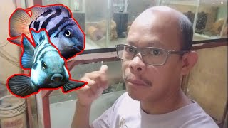 Vlog9  Ornamental Fish Breeding  Mosquito Larvae Breeding alternative food for the fish fry [upl. by Kacey632]