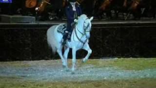 🔴Andalusian Horses  Lorenzo Horse Show OSTRAVA 1 [upl. by Odelet494]