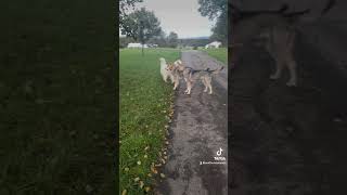 Saarloos Wolfhunde und Samojeden  das doppelte Lottchen [upl. by Atteiram]