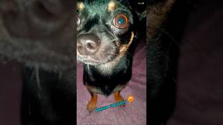 Давай по скандалим 🐶😈арчиуфа чихуахуа shots dragonball shortvideo топ прикол doglover dog [upl. by Plath836]