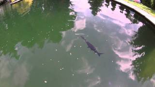 Löffelstör Paddlefish Polyodon spathula KoiCompetence [upl. by Akkim]