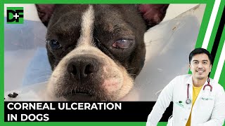 Corneal Ulcerations in Dogs Signs Treatment and Management [upl. by Aztiram]