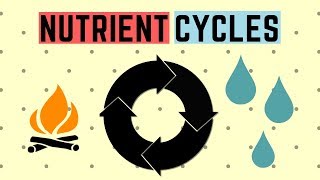 IGCSE BIOLOGY REVISION Syllabus 20  Nutrient Cycles [upl. by Danieu]