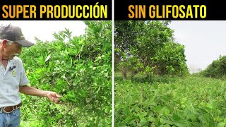 🍊Super Producción de Naranja SIN GLIFOSATO  Soya Forrajera para el Manejo de Arvenses [upl. by Ennobe]