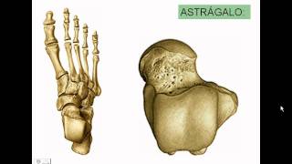 7 Articulaciones del pieavi [upl. by Anavlis]