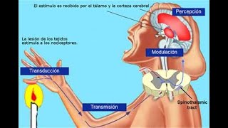 NOCICEPCION Y TRANSMISION DEL DOLOR [upl. by Acinnor]