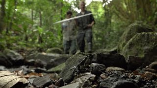 Atelopus Limosus Release Trial Panama [upl. by Maupin210]