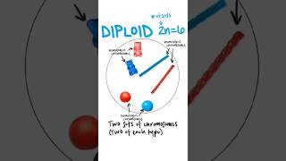 Ploidy  haploid n diploid 2n triploid 3n ploidy haploid diploid triploid [upl. by Belayneh140]