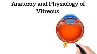 Anatomy of Vitreous Microscopic structure of Vitreous vitreous humor  Physiology of Vitreous [upl. by Ahsercal]