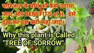 How to grow Parijat Flower plant Seuli Phul and its benefits  Why it is called TREE OF SORROW [upl. by Immij]