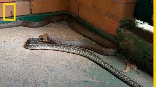 Serpiente Venenosa devora a PITÓN ¡Increíbles Imágenes  National Geographic en Español [upl. by Sadler]