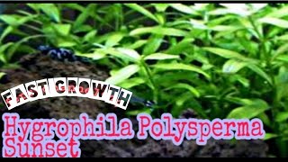 Hygrophila Polysperma Sunset [upl. by Karoly517]