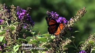 Butterflies Camouflage and Mimicry [upl. by Hamian]