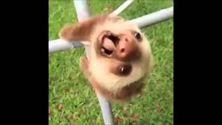 Cute Sloth Falling [upl. by Reyotal]