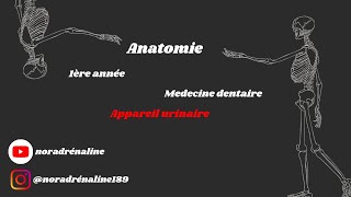 appareil urinaire Anatomie شرح بالدارجة [upl. by Ayanej]