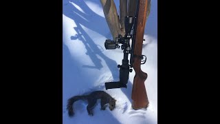 The Best quotFreequot HomeMade Squirrel Call [upl. by Jim589]