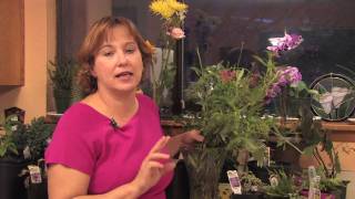 Gardening Tips  How to Grow Jupiters Beard Centranthus [upl. by Tiffanie]