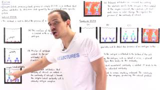 Indirect and Sandwich ELISA [upl. by Anirok]