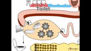 Science  मानव पाचन तंत्र क्या करता है Human Body Digestive System  Hindi [upl. by Imar]