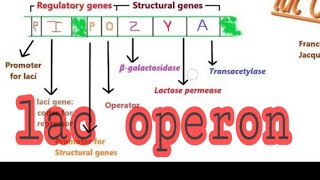 Lac Operon in hindi [upl. by Oakes]