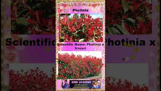 photinia photinia🍀🌿🌲plants shorts reels trending viral ytshorts shortsfeed facebook video [upl. by Nodnelg]