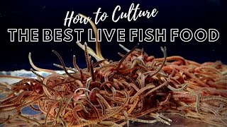 How to Culture Live Blackworms  Best Live Food for Adult Fish [upl. by Barny790]