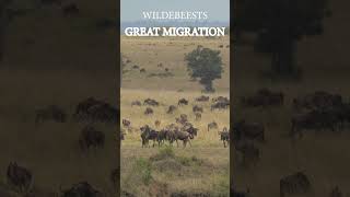 Experience the Drama of Wildebeest Migration [upl. by Christopher]