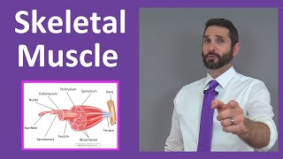 Skeletal Muscle Tissue Contraction Sarcomere Myofibril Anatomy Myology [upl. by Akeimahs]