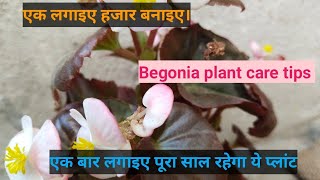 Begonia plant care tips ☘️ [upl. by Aland694]