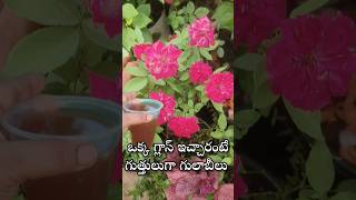 Best fertilizer for Rose and Jasmine plant youtubeshorts shorts shortvideo [upl. by Baalman]