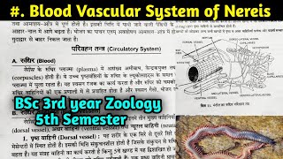 Blood Vascular system of Nereis in hindi  Circulatory system of Nereis  BSc 3rd year Zoology [upl. by Fidelio]