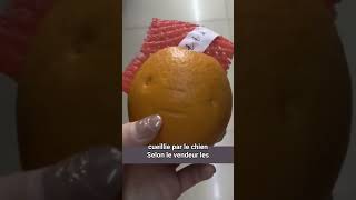 Les oranges cueillies par un chien  un phénomène surprenant shorts chien animaux [upl. by Ignatz]