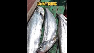 戶外釣魚：漁民運用巧妙的方法收集小魚作餌來釣獲巨型翹嘴！ 釣魚 戶外 [upl. by Gertruda]