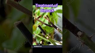 Treatment of Dieback happyhub dieback flowers nature garden viralshorts shorts [upl. by Erret145]