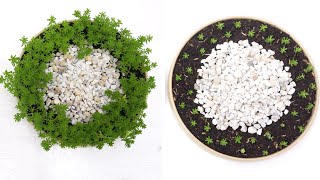 2 Super Simple Ideas for Tokyo Sun Succulent Table Top Dish Garden Sedum Japonicum Tokyo Sun [upl. by Elleryt]