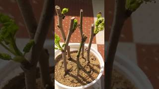 How to grow mulberry plant from cuttings shorts youtubeshorts viral [upl. by Atsylac]