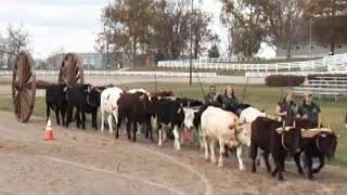 Oxen Demonstration at Kentucky Horse Park [upl. by Jilly]