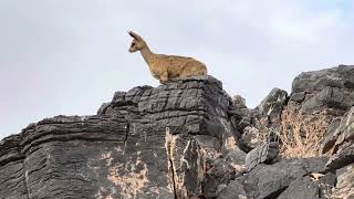 Rock jumpers Klipspringer in Fish River Canyon [upl. by Brigg260]