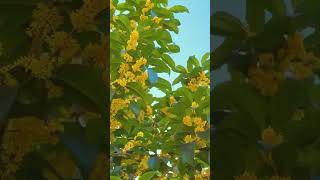 videoshorts entertainment farming duet fruit music nature [upl. by Helms]