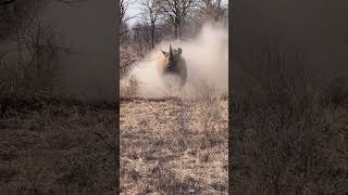 Close encounter black rhino charges tourists in intimidating display [upl. by Ria510]