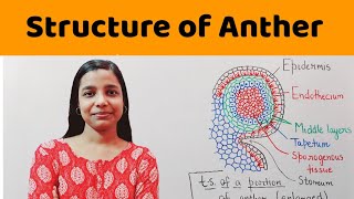 structure of microsporangium  structure of anther   BSc  MSc  NEET  PGT Biology [upl. by Drahser583]