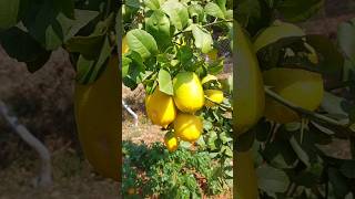 Citrus fruits gardening [upl. by Dnomra]