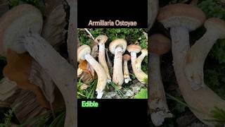 Armillaria Ostoyae  Опёнок Тёмный Edible  съедобен fungi mushroom 2024 foraging nature [upl. by Nodnek]