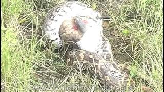 Python eating a langur alive [upl. by Arny]