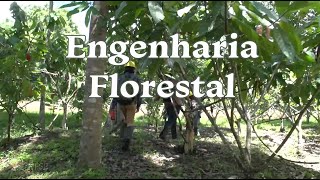 Curso de Engenharia Florestal [upl. by Keely]