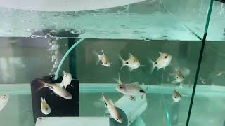 Aquarium product India good grow fertiliser Grow ￼ used on my tank R notun kichu fish ad korlam [upl. by Dehlia]