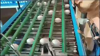 Inkjet printer print date on eggs Contact YAOMATEC factory liumaliyaomateccom 8613307190554 [upl. by Eissirk507]