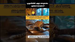 Salih Thacher  Ella jeevikalum orupole 😅 Plz subscribe channel to watch more videos 🌹 [upl. by Zetneuq]